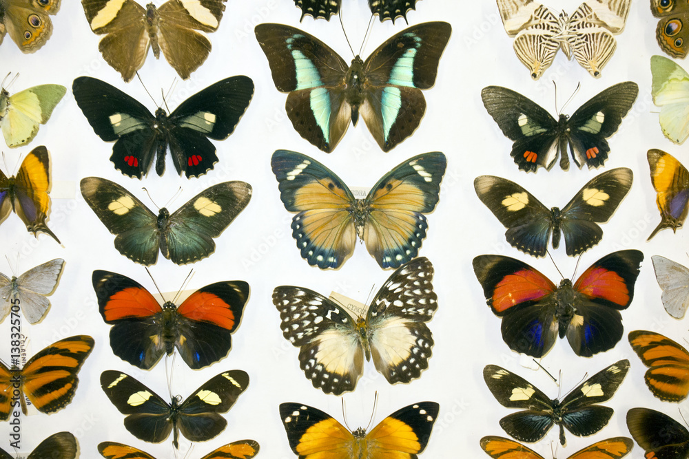 Cased Collection of Exotic Butterflies
