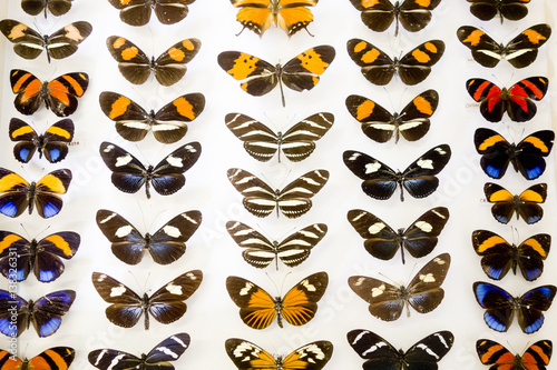 Cased Collection of Exotic Butterflies   © squeebcreative