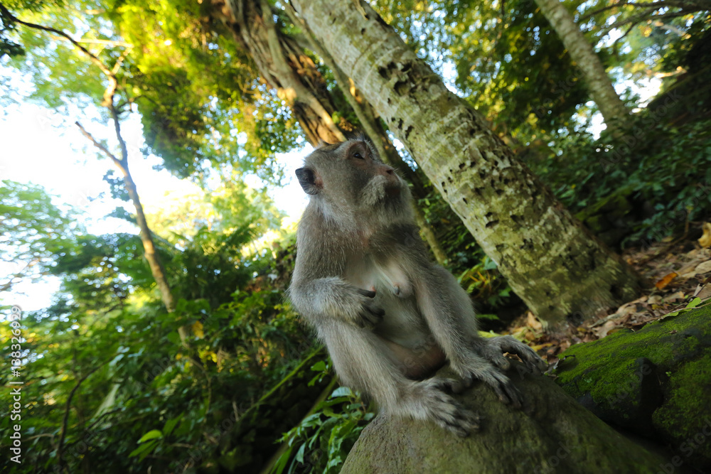 Obraz premium Monkey in the park