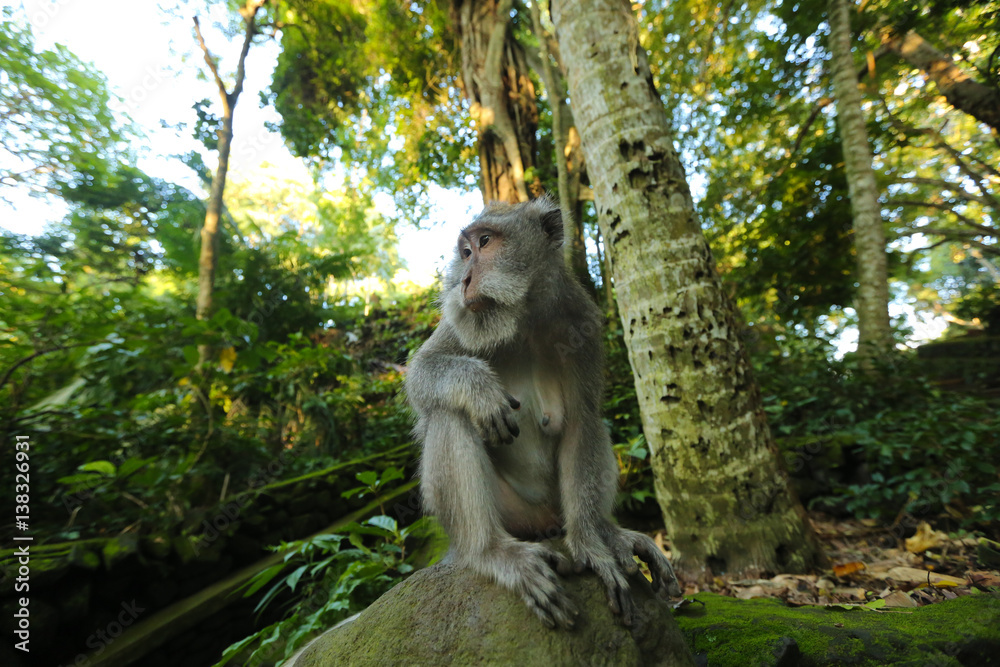 Obraz premium Monkey in the park