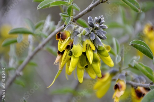 Detail of wild stinking bean trefoil flowers and green leaves  photo