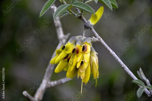 Detail of wild stinking bean trefoil flowers and green leaves 