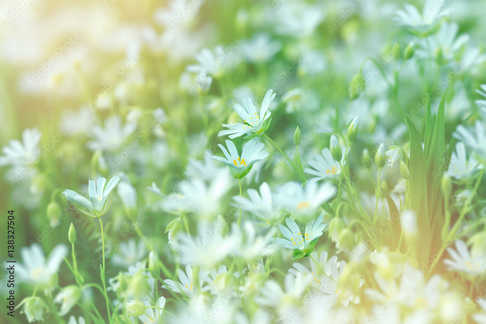 Flowering white meadow flowers - flowering meadow Flowering white meadow flowers - flowering meadow