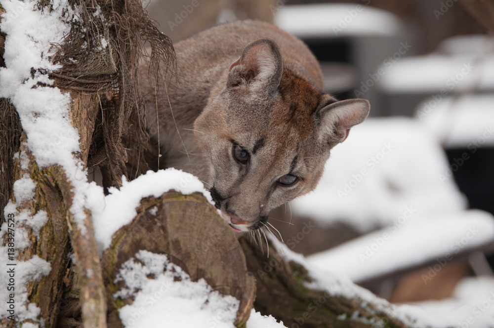 Fototapeta premium Puma na śniegu