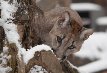 Crédence de cuisine Puma Jeune puma dans la neige hivernale  © Katerina Mirus