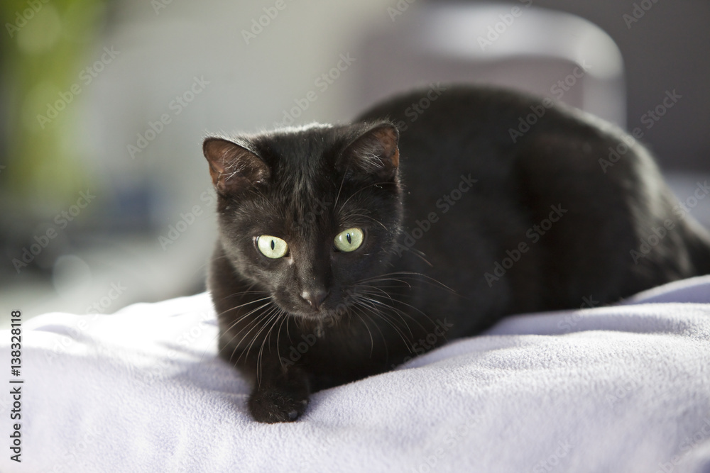 Schwarze Katze auf Decke