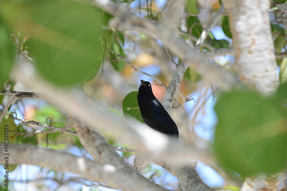 Fototapeta premium Boat-tailed Grackle