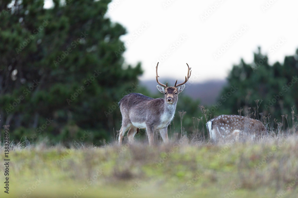 Fototapeta premium Fallow deer buck in field with tall grass.