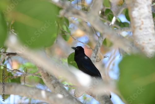 Boat-tailed Grackle © Xavier