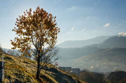 autumn landscape, a tree without leaves, iny on the green grass, the blue mountains in the fog in the background. photo