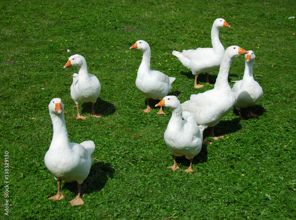 flock of geese on countryside flock of geese on countryside