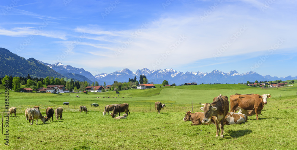 weidende Kuhherde am oberbayrischen Alpenrand