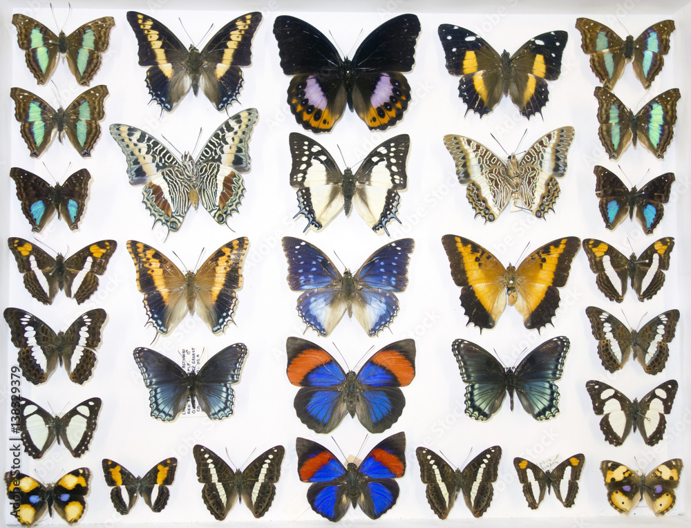 Naklejka premium Cased Collection of Exotic Butterflies