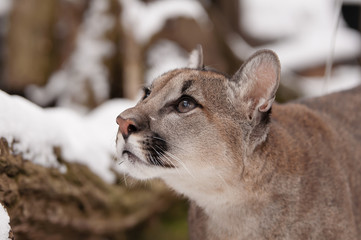 Crédence de cuisine Puma Jeune puma curieux en forêt  © Katerina Mirus