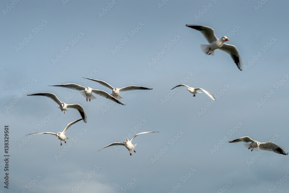 Fototapeta premium Black Headed Gulls Seahouses