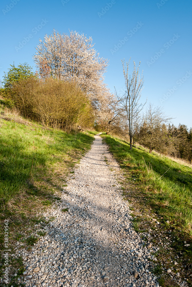 Path, Perlacher Forst, Munich