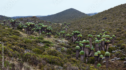 Giant plants (Senecio kilimanjari) near the camp Horombo (3700 m) on the slope of mount Kilimanjaro - Tanzania photo