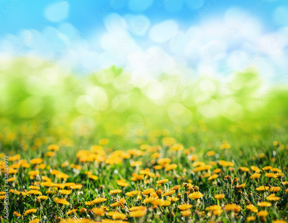 Fototapeta premium spring grass and flowers