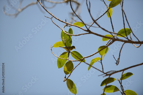 Prairie Warbler (Setophaga discolor) photo