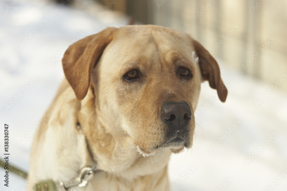 
Labrador in the snow
