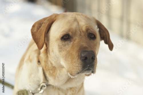   Labrador in the snow  