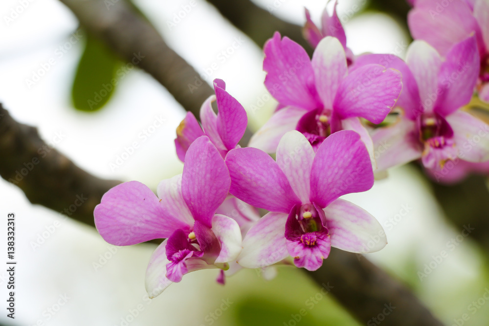 Obraz premium Purple orchid flower in the garden