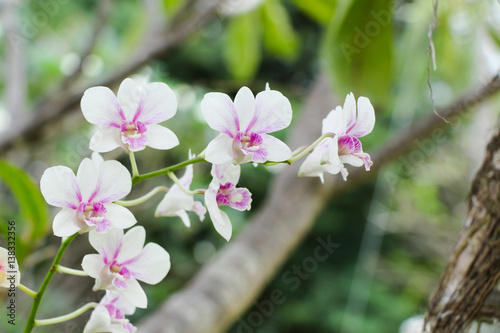 Pink and white orchid flower