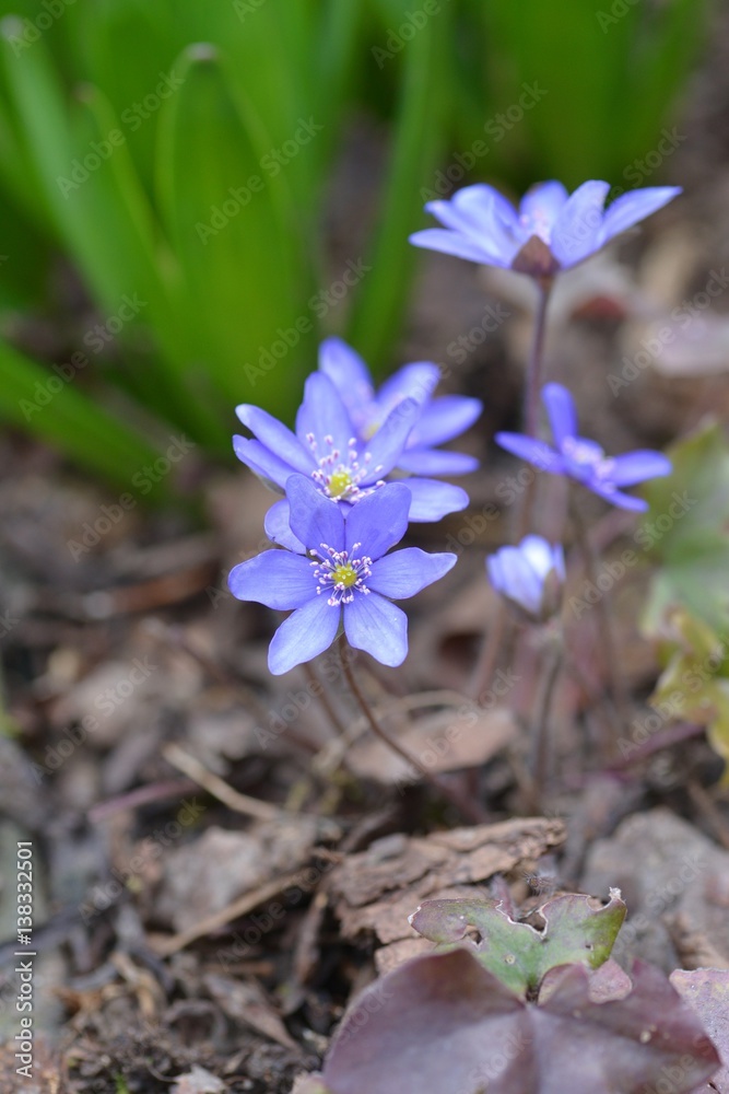 Spring flowers - hepatica nobilis Spring flowers - hepatica nobilis
