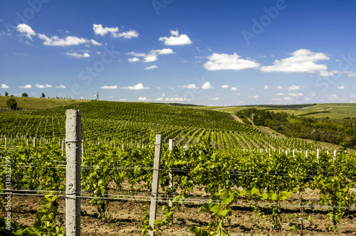 Moldova, famous vinery of Cricova, vineyards, Chisinau area, Cri photo
