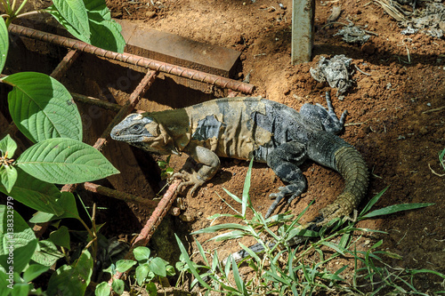 iguana in the Mayan archaeological Uxmal enclosure in Yucatan, Mexico photo