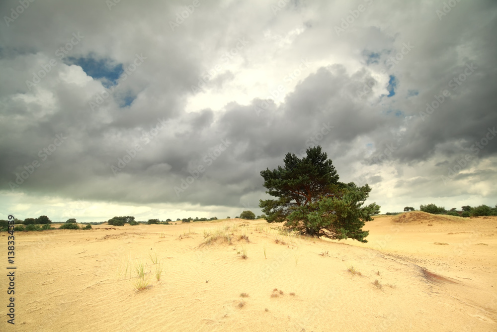 pine tree on sand and stormy sky