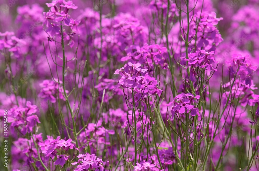 Fototapeta premium Hesperis