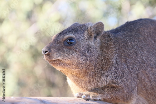 Namibia Quiver tree forest cape hyrax looking close up