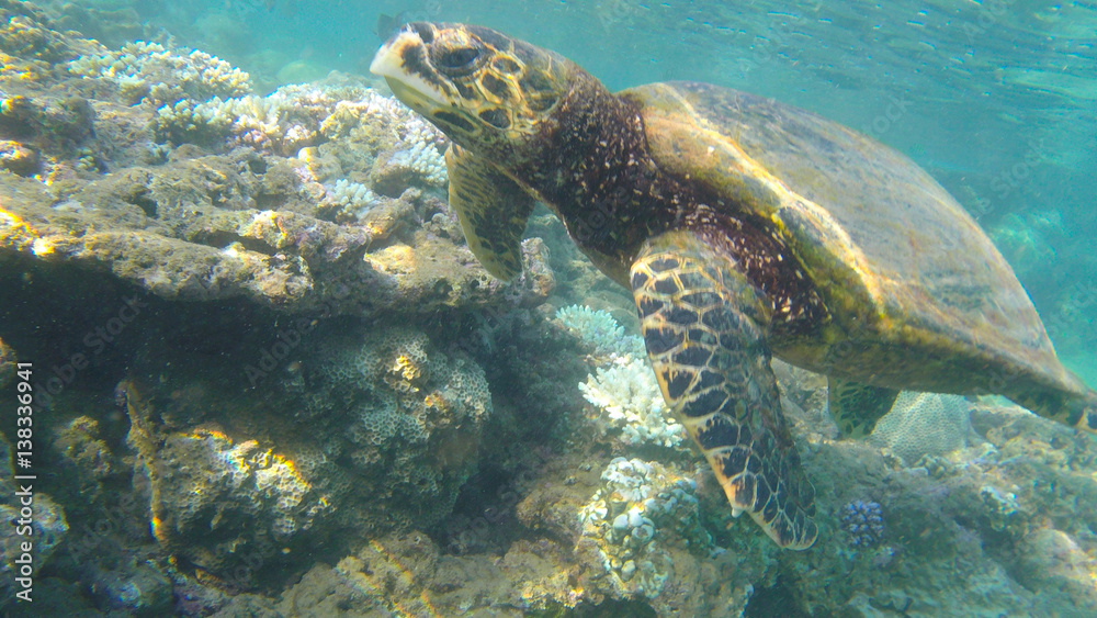 Fototapeta premium wild turtle in the reef-ocean