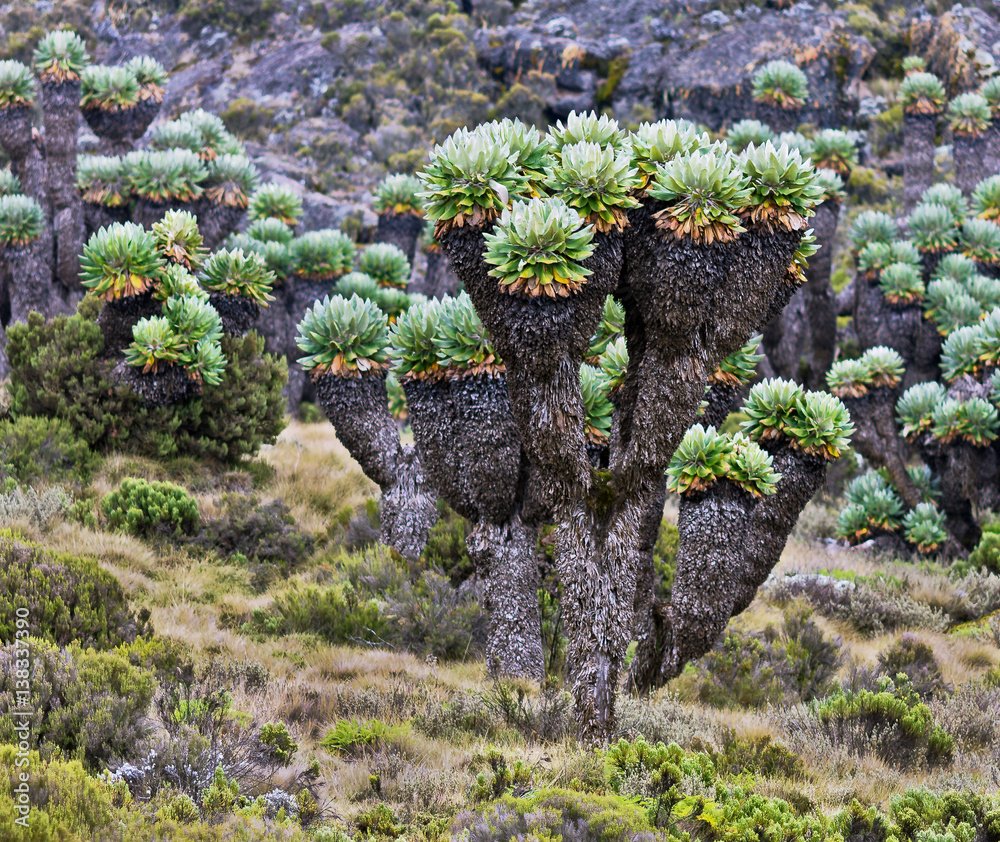 Obraz premium Giant plants (Senecio kilimanjari) near the camp Horombo (3700 m) on the slope of mount Kilimanjaro - Tanzania