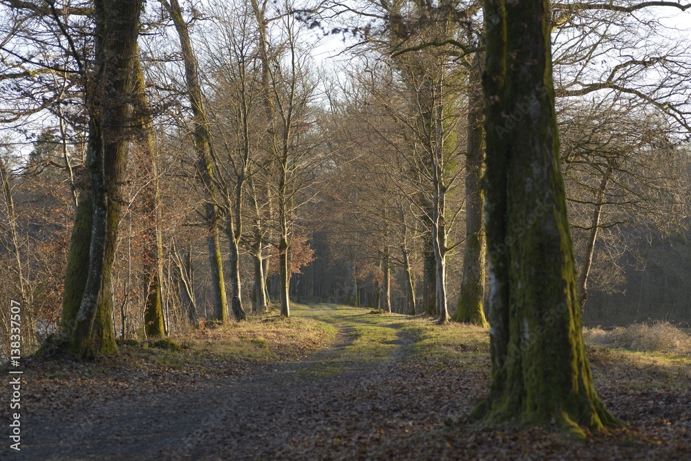 Foret de Franche Comté