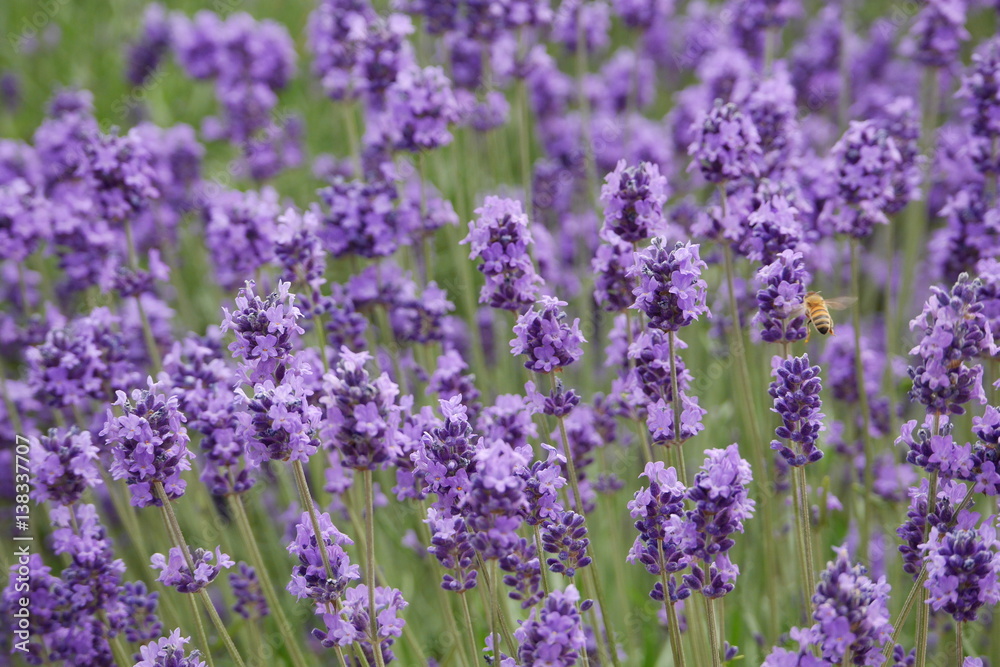 Beautiful lavender flowers in a farm with bees flying around them Beautiful lavender flowers in a farm with bees flying around them
