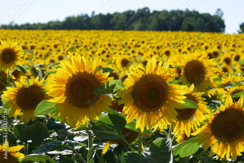 Beautifully bloomed sunflowers in a field with blue sky