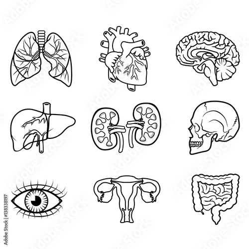 human organs isolated