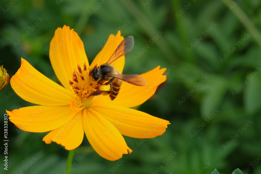 Closeup Bee on pollen of Beautiful Cosmos flowers blooming and blurred background Closeup Bee on pollen of Beautiful Cosmos flowers blooming and blurred background