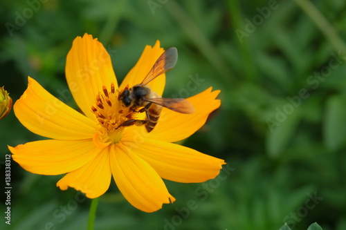 Closeup Bee on pollen of Beautiful Cosmos flowers blooming and blurred background