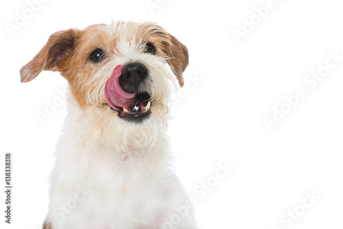 Fototapeta Naklejka Na Ścianę i Meble -  Hungriger Hund