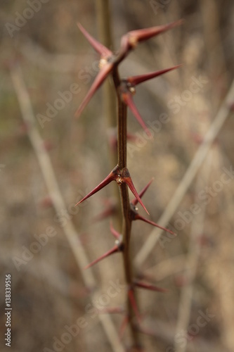 forest thorns © cokinaci