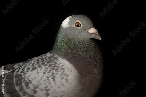 close up head of speed racing pigeon bird on black background