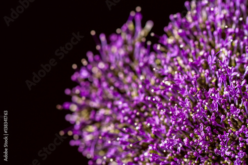 Fine fresh abstract lilac flowers close-up, macro view. For backdrop, substrate, composition use. With place for your text