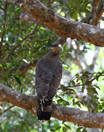 Crested serpent eagle, Spilornis cheela spilogaster, Sri Lanka photo