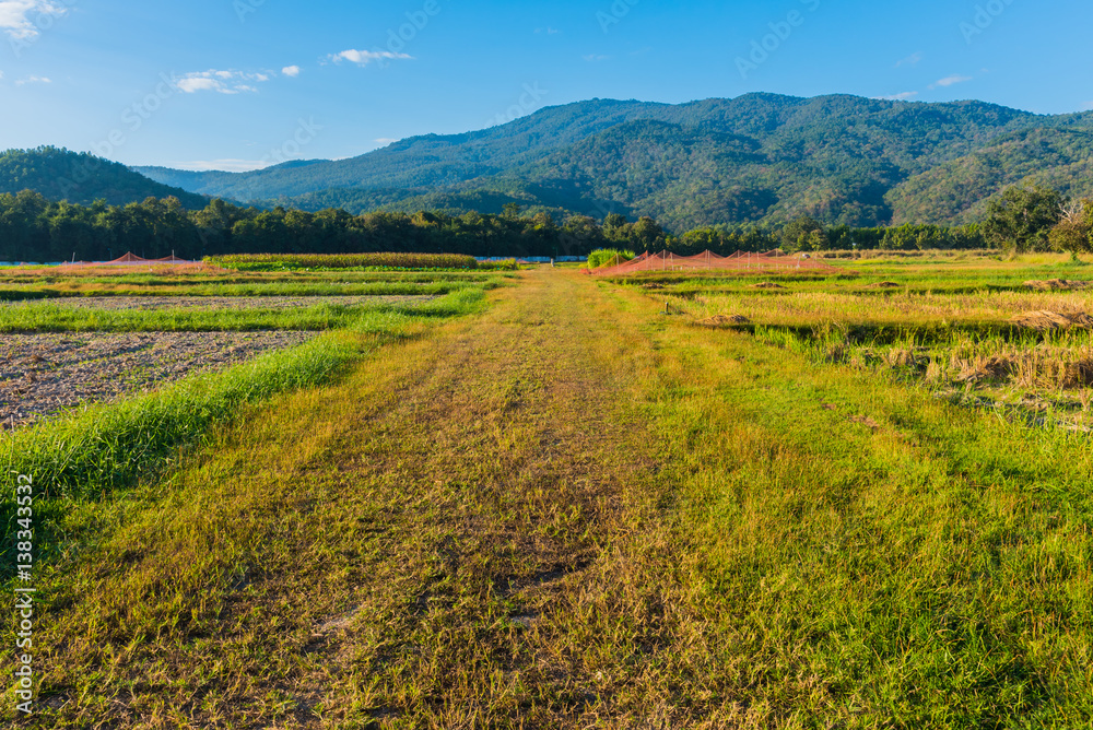 beauty sunny day on the rice field with sky . beauty sunny day on the rice field with sky .
