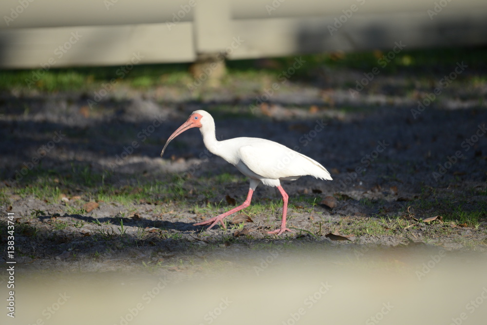 Obraz premium White Ibis