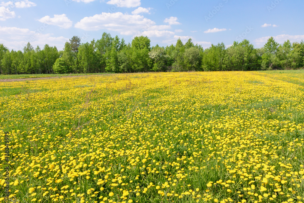 dandelion blossom yellow spring field in nature.