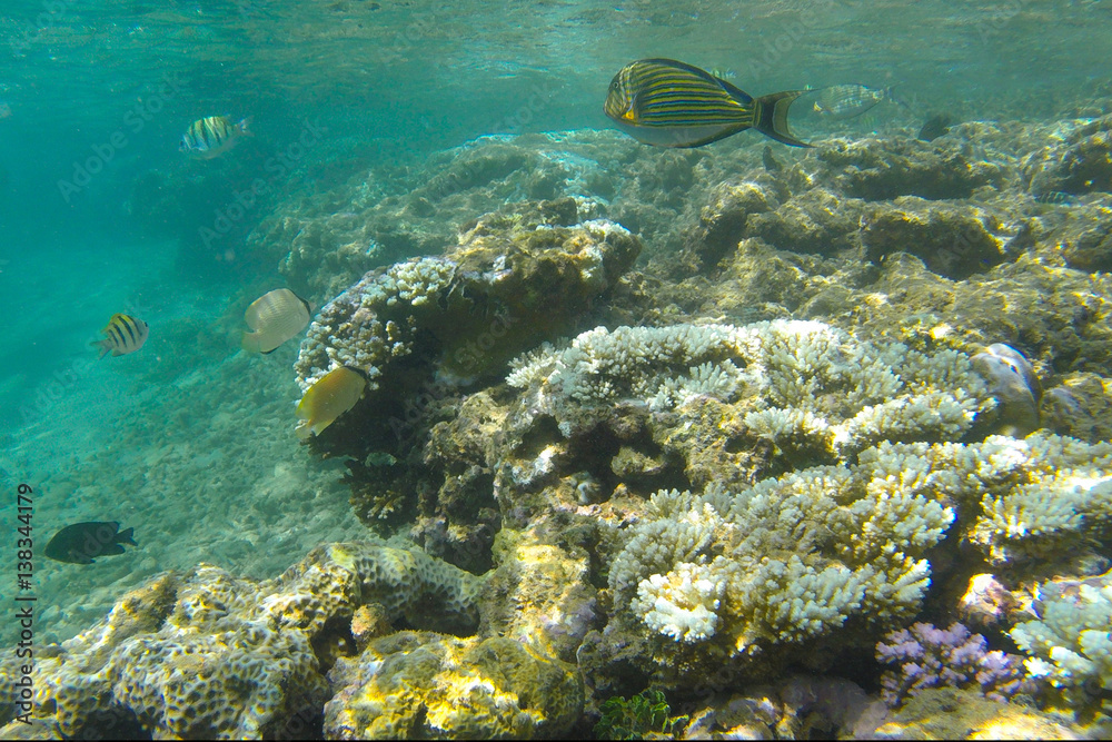 Fototapeta premium beautiful coral reef in the ocean